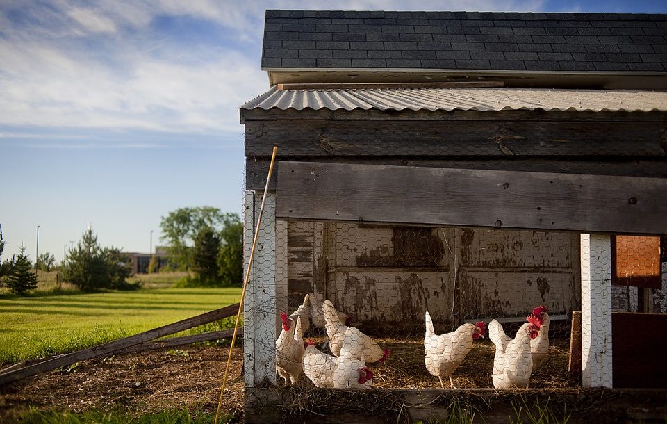 Terre De Diatomées Solution Contre Les Poux Rouges Des Poules Pondeuses