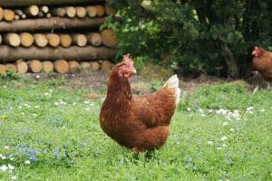 Lire la suite à propos de l’article Focus sur la vermifugation des poules