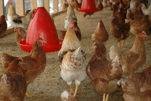 Lire la suite à propos de l’article Vermifugation des poules et hygiene des poulaillers