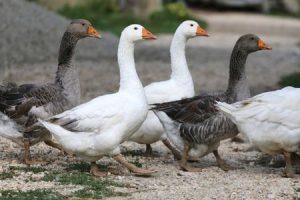 Lire la suite à propos de l’article Additif pour l’alimentation des oies et canards