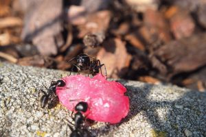 terre de diatomée bio, terre diatomée fourmis