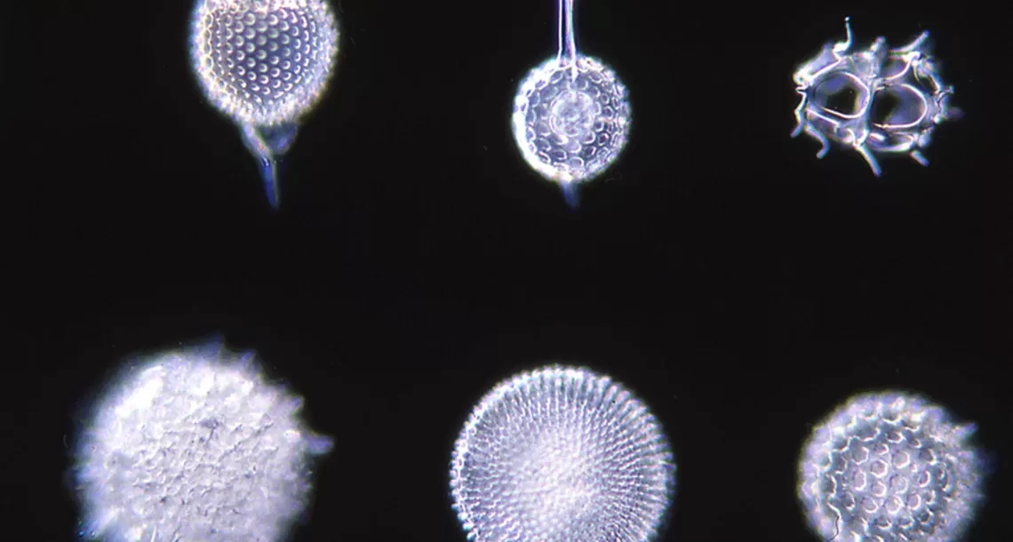 Les diatomées ou diatomées sont des algues microscopiques dont l'exosquelette poreux est constitué de silice absorbée dans l'environnement