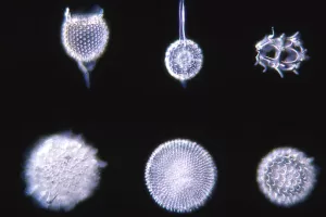 Lire la suite à propos de l’article La silice cristalline et la Terre de diatomées