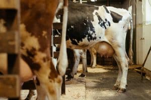 Lire la suite à propos de l’article Vaches laitières et contamination par la toxine T-2