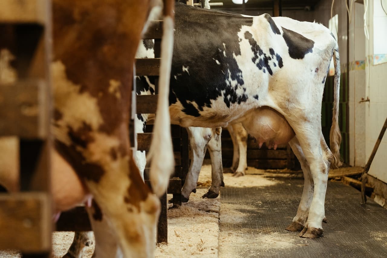 You are currently viewing Vaches laitières et contamination par la toxine T-2